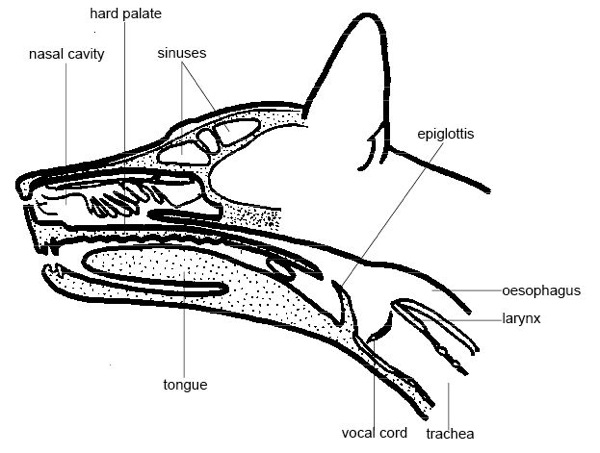 Anatomy and physiology of animals Section through head of a dog